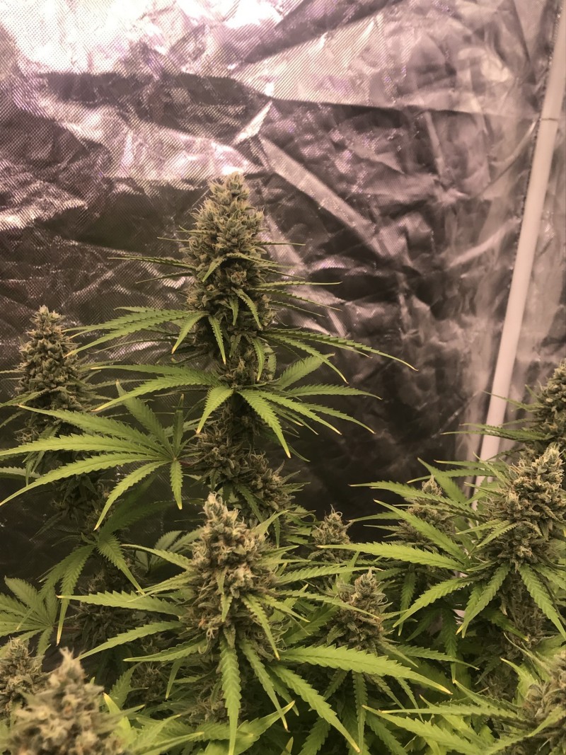 BA4BF300-F3B7-4673-9337-AA477F68750B