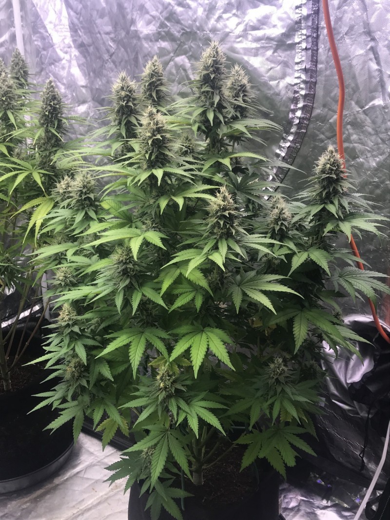 D6018BE2-1E8C-4FEB-B717-A467C80C92B4