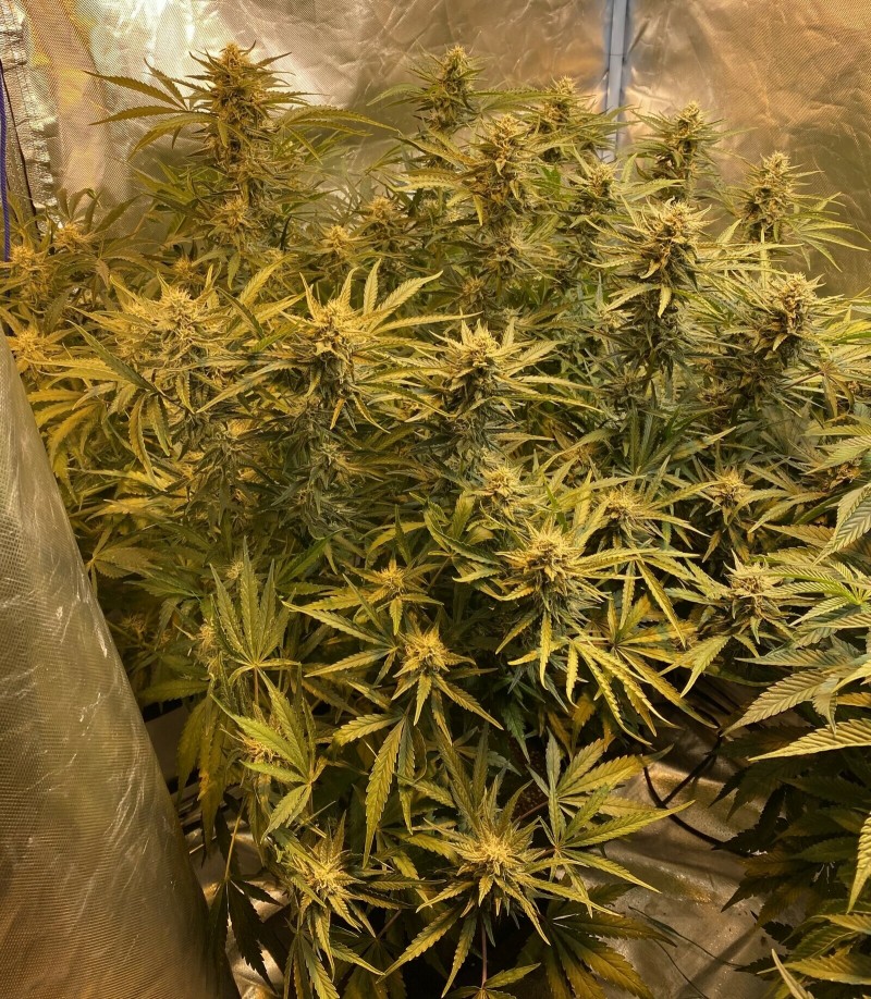 50DF4A57-3A22-47BF-A36A-BA5183BC3B90