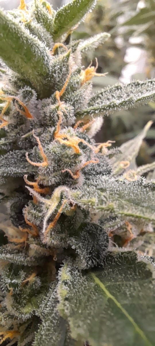 Rainbow Candy Auto week 8