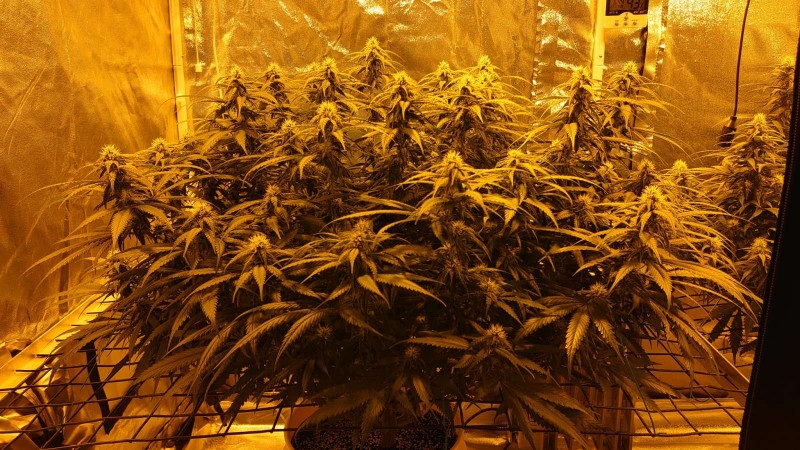 16196311573724445769329030690168