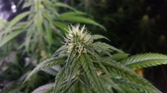 16197808425881069627841005575551