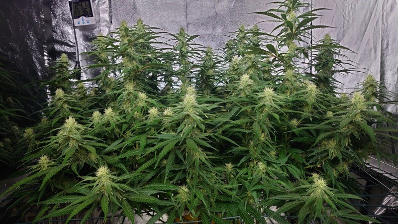 16197810927575618975130547800593