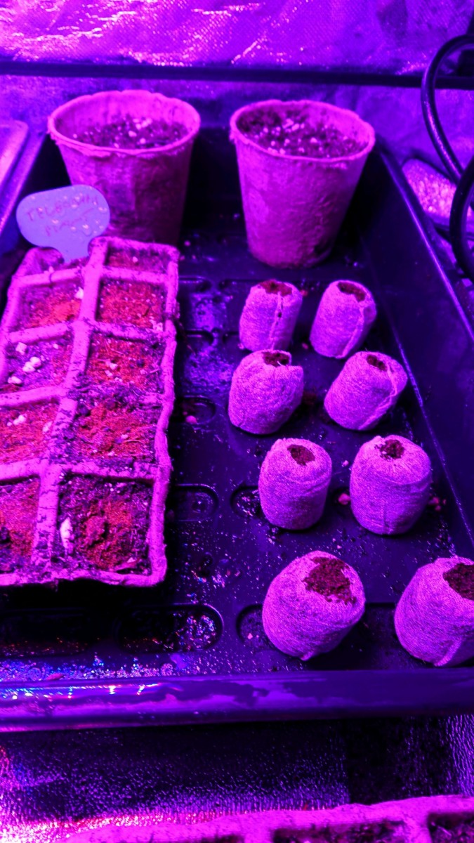 obscura1620052029972