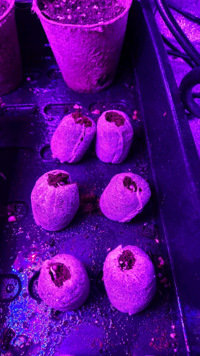 obscura1620216898074