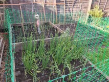 16202343938786316604221253594389