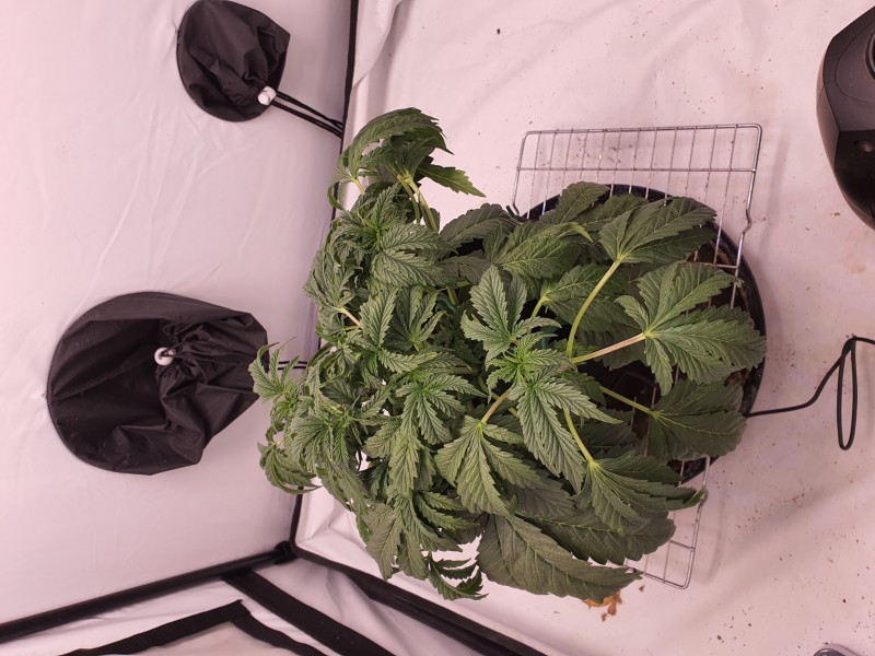 16202375106812935784397560242368