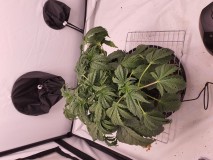 16202375106812935784397560242368