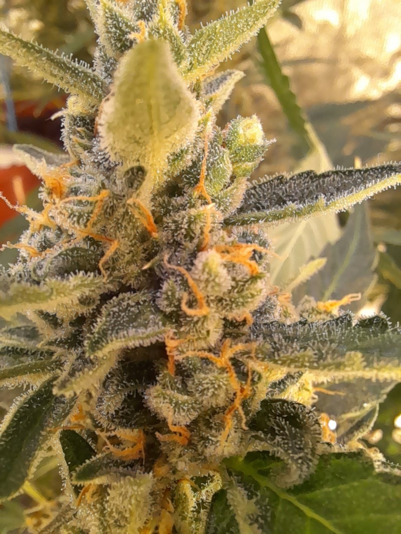 Rainbow Candy Auto the end