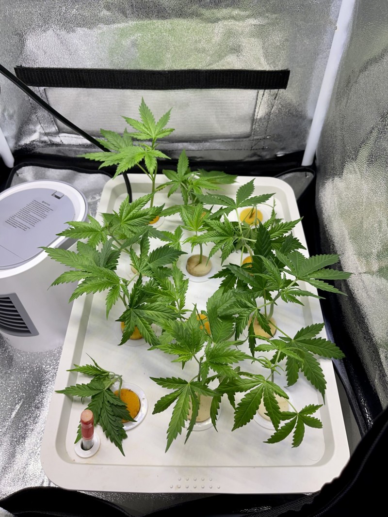 58ACA039-B968-41C7-80B9-4408054B4BB1