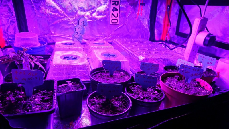 obscura1620495761650