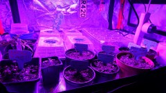 obscura1620495761650