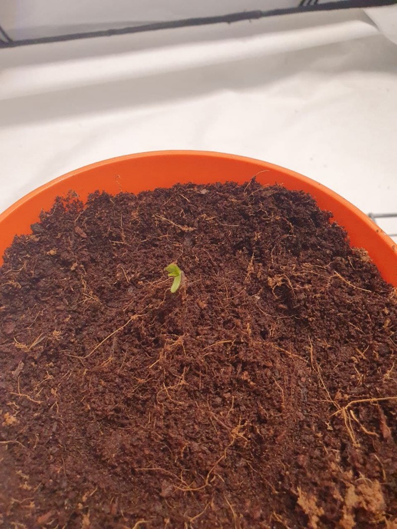 photo_2021-05-10_08-08-22