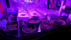 obscura1620662717662