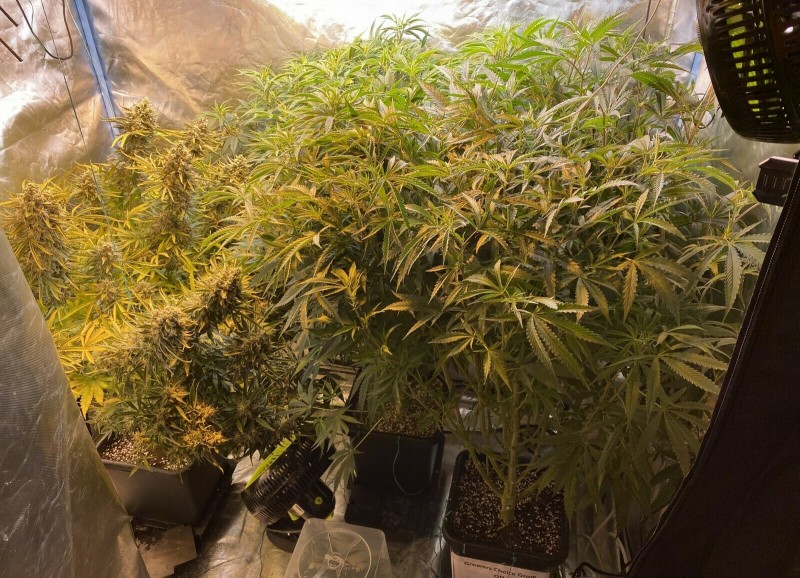 53A45A74-898B-4229-A0A3-87F4A95F0E65