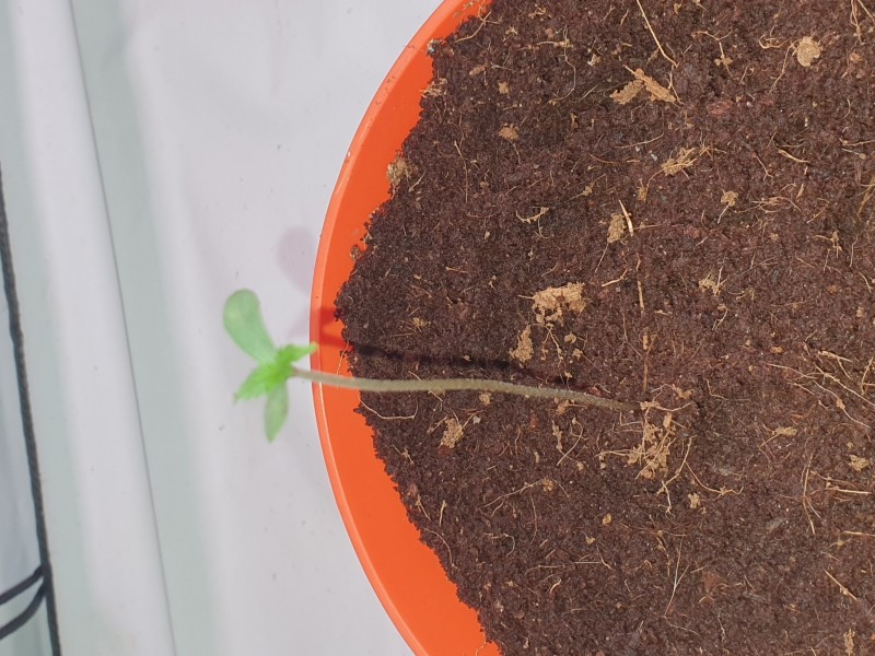 16208384592728196684893039077855