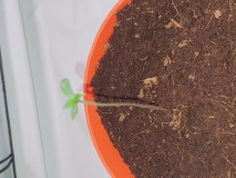 16208384592728196684893039077855