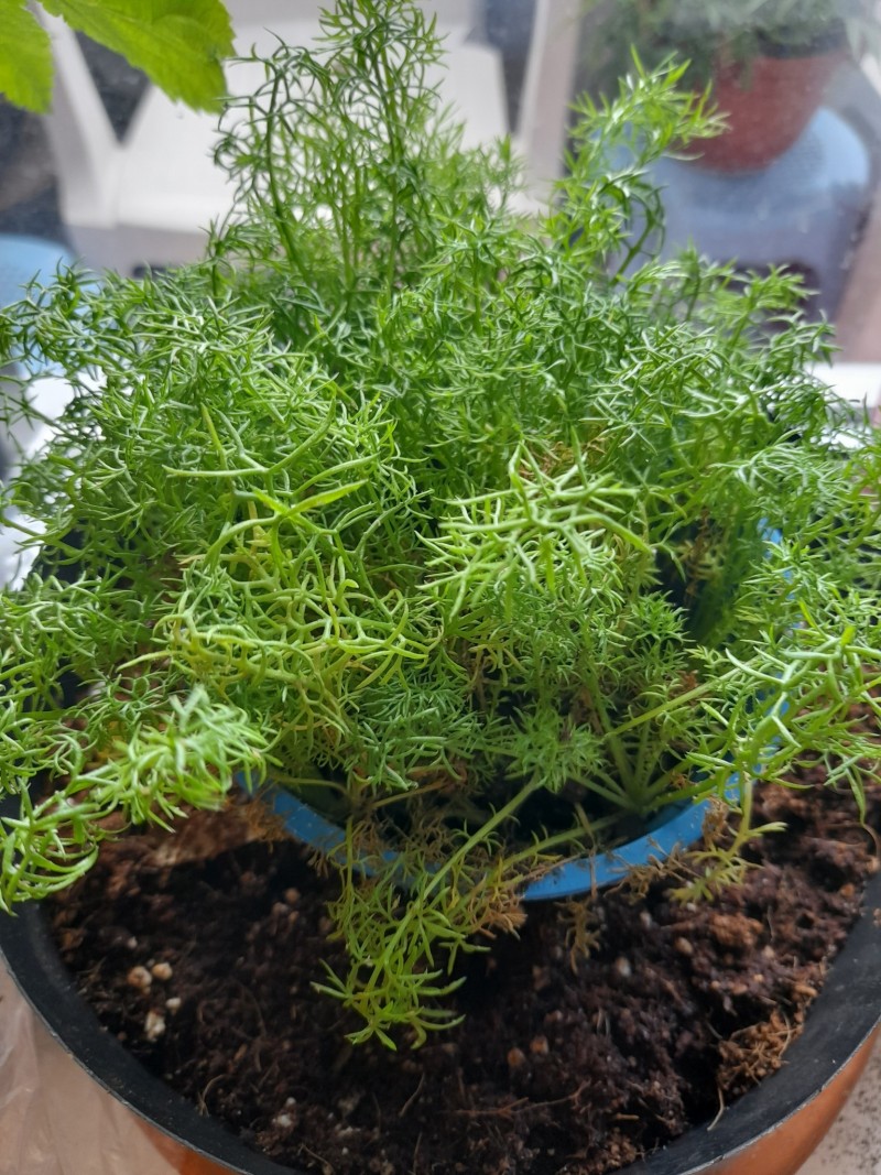 Chamomile - Paleocannabica's herbs