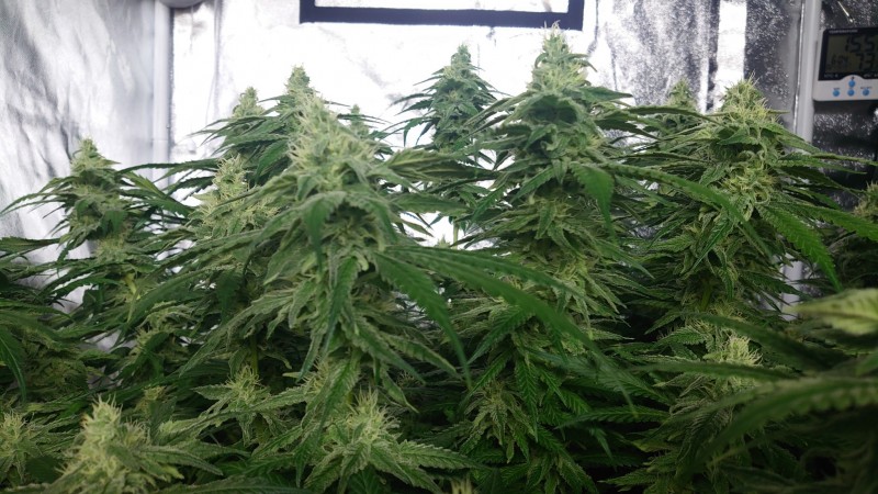 16209247166754314075604144252613