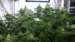 16209247166754314075604144252613