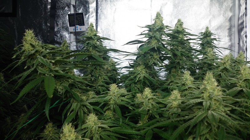 16209259984114813705089400768611