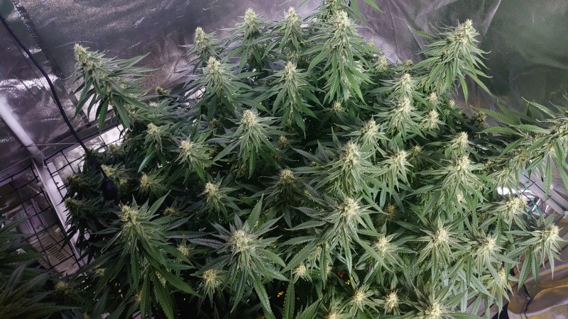 16209261699644281074645662190475