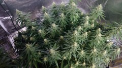 16209261699644281074645662190475