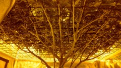 16211172987014626948983050630292