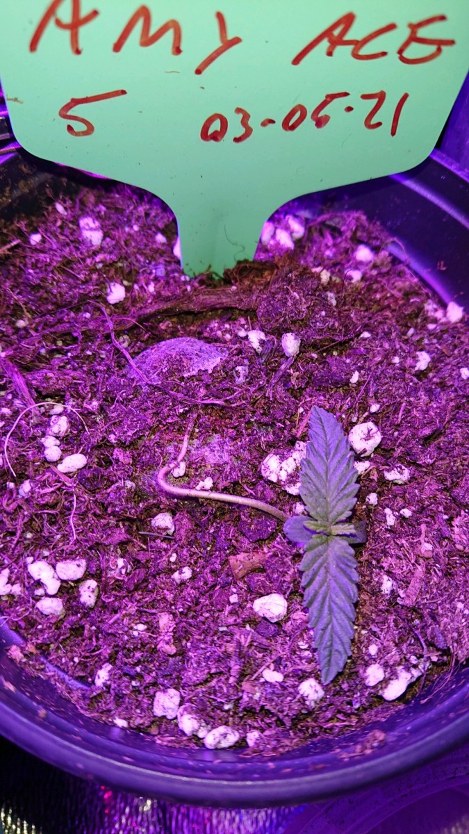 obscura1621189873671