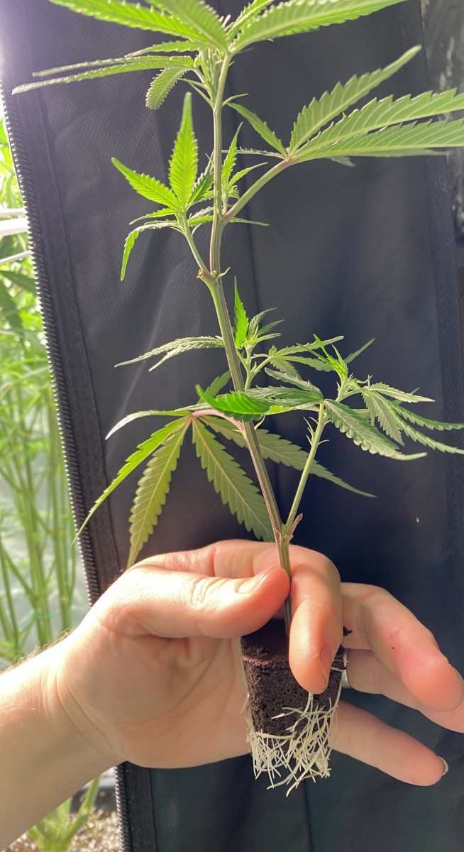 B27D64C8-26EF-44C6-B47D-71D6A16F3D7C