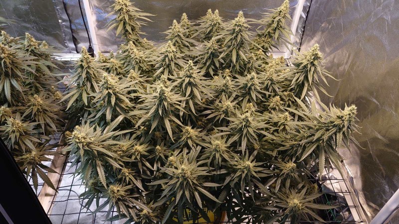 16214446720127842749165676863643