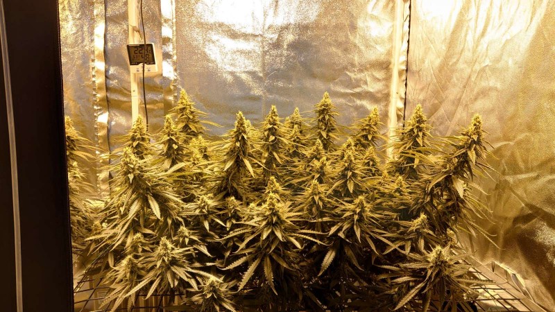 16214447228278371059414922099185