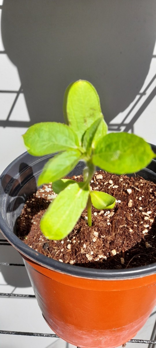 Sunflower paleocannabica