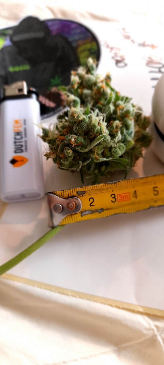 Rainbow Candy Auto botm