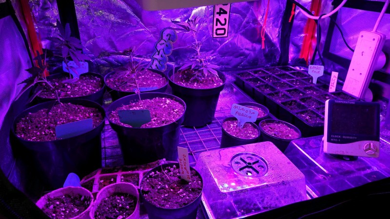 obscura1622739493008