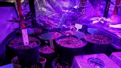 obscura1622917283541