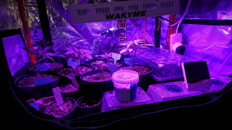 obscura1623067609133