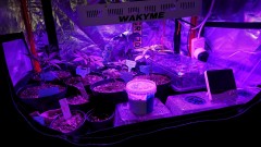 obscura1623067609133