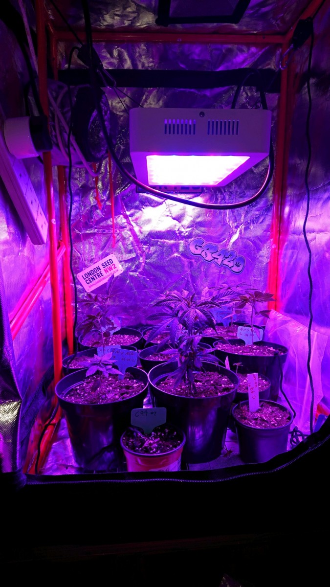 obscura1623082988222