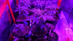 obscura1623418992428