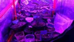 obscura1623769934585