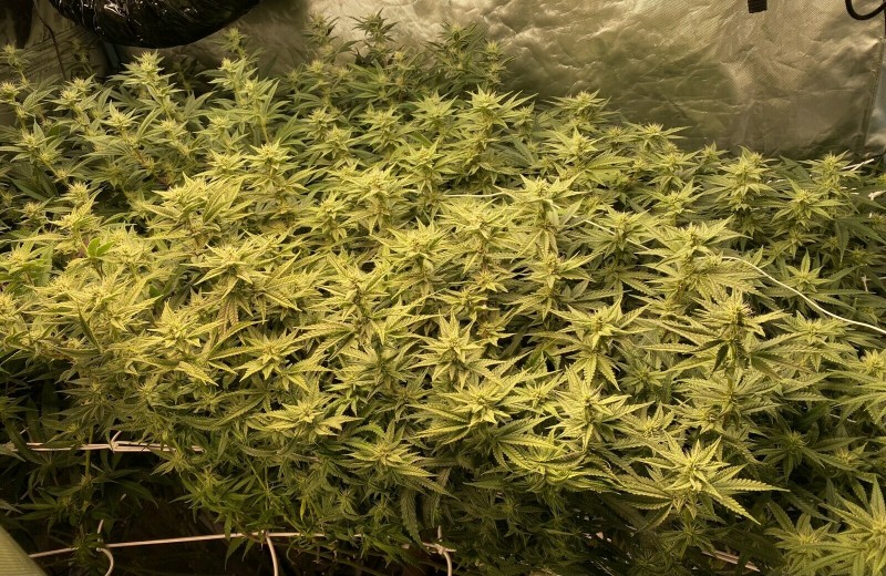 79FC35ED-240C-46EE-8B5C-98734C0DD527