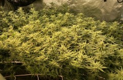 79FC35ED-240C-46EE-8B5C-98734C0DD527