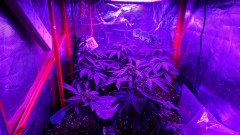 obscura1624191298692