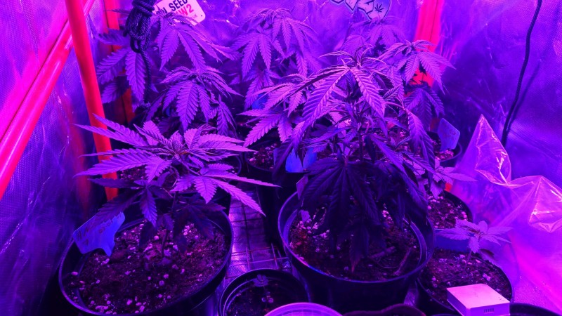 obscura1624363606045