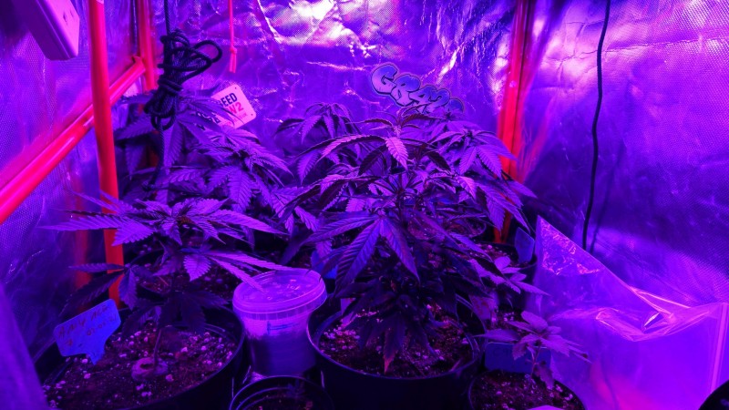 obscura1624542332275