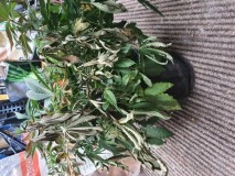 photo_2021-06-30_14-06-42