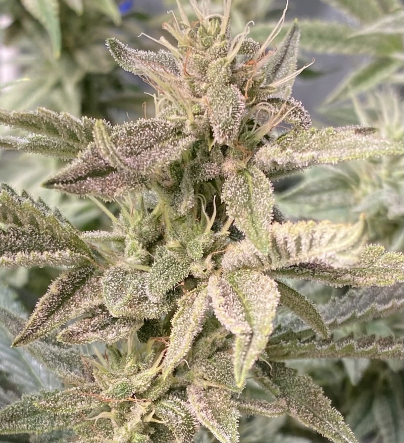 E49C953D-5C02-4F63-8C6E-CC21FE59C755