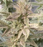 E49C953D-5C02-4F63-8C6E-CC21FE59C755