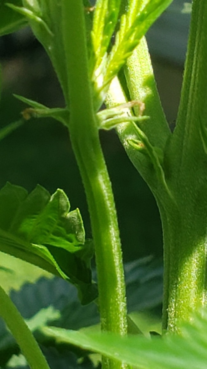 16252391798643508638107727700370